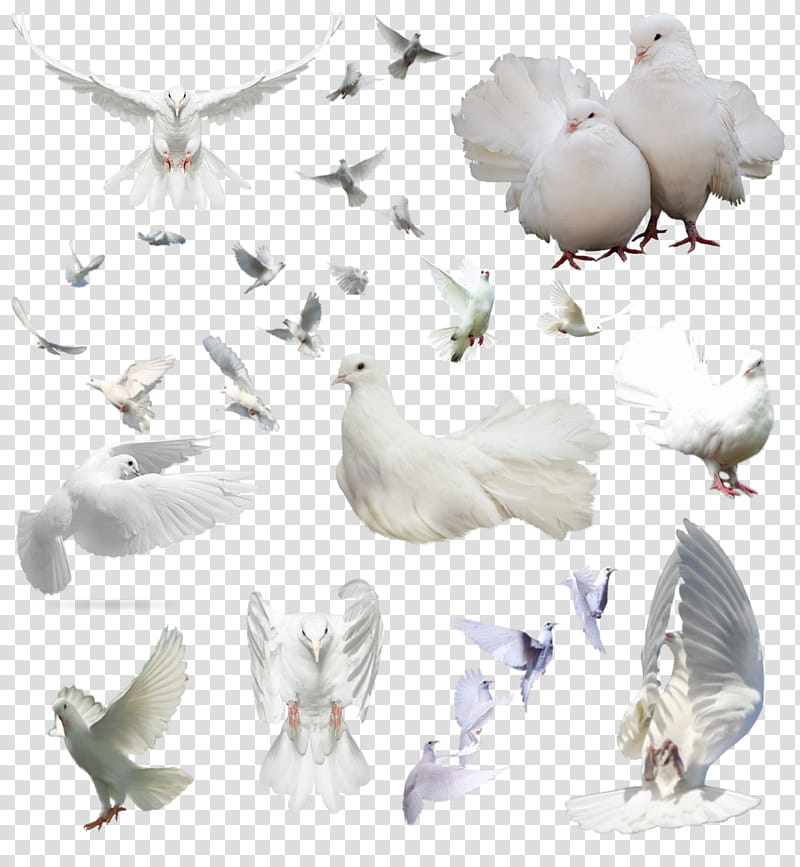 Paloma, white different breeds of pigeons transparent background PNG clipart