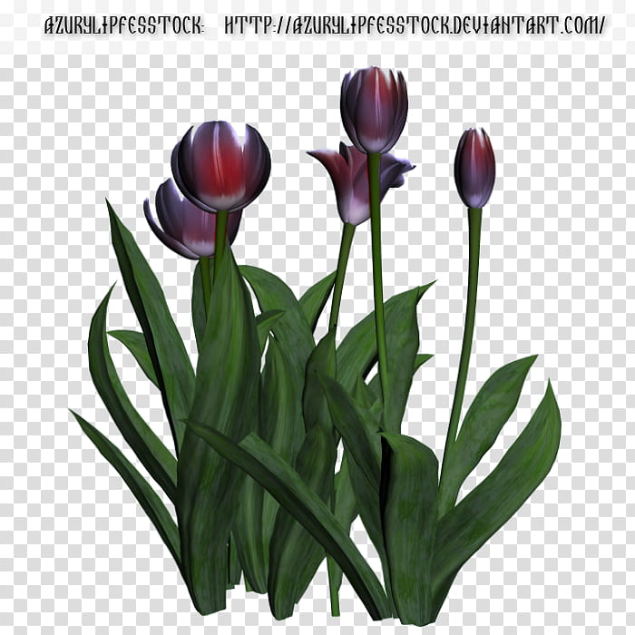 D object tulips, purple tulip flowers on black background transparent background PNG clipart