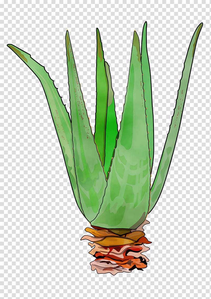 leaf plant aloe terrestrial plant agave, Watercolor, Paint, Wet Ink, Flower, Agave Azul, Houseplant, Flowering Plant transparent background PNG clipart
