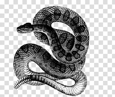 OO , black and white snake illustration transparent background PNG clipart
