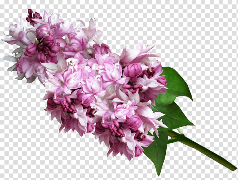 pink and white cluster flowers transparent background PNG clipart