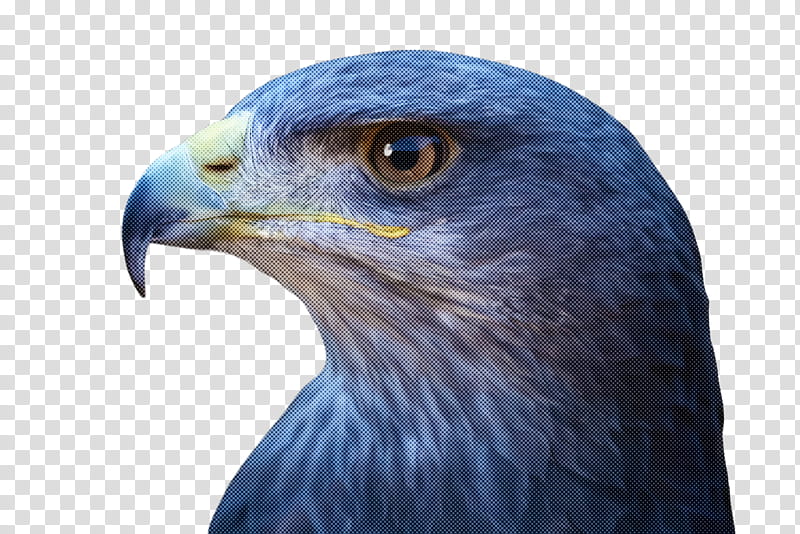 bird beak eagle accipitridae bird of prey, Golden Eagle, Blue, Hawk transparent background PNG clipart