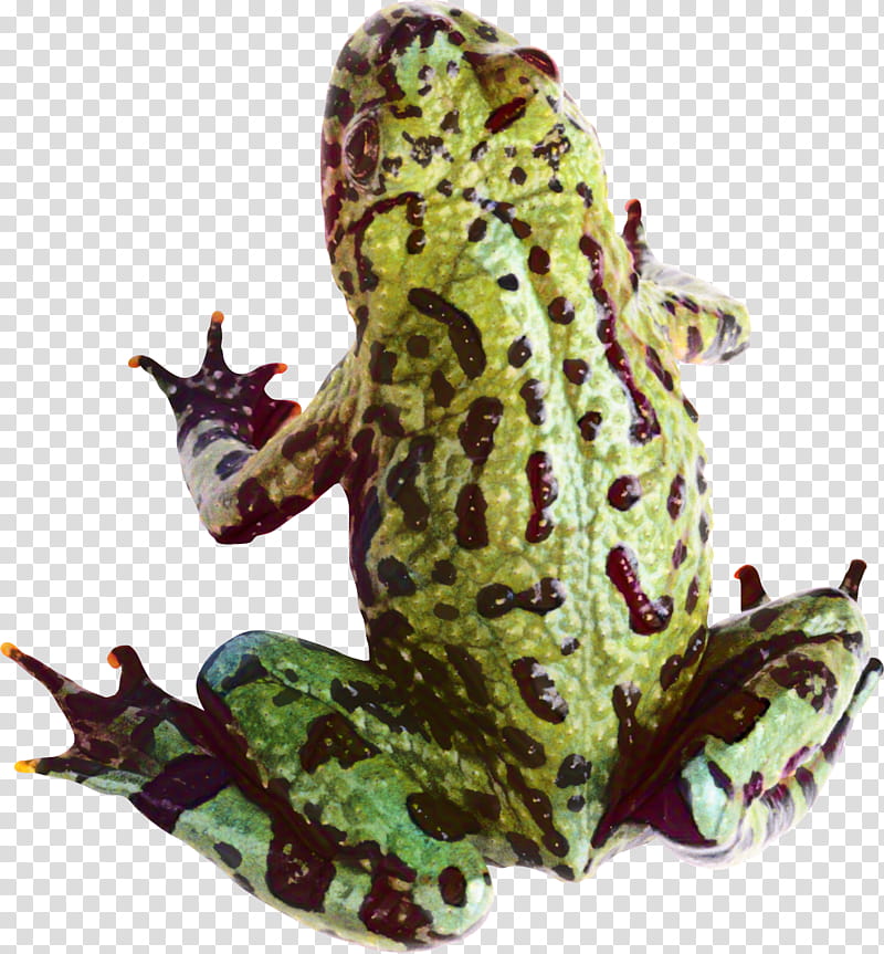 Frog, American Bullfrog, True Frog, Toad, Tree Frog, Animal, Animal Figure, Firebellied Toad transparent background PNG clipart