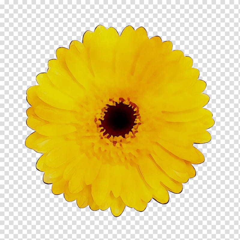 Yellow Check Mark, Rubber Stamping, Label, Gerbera, Flower, Plant, English Marigold, Petal transparent background PNG clipart