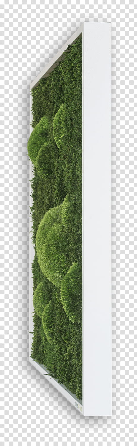 Green Grass, Moss, Forest, Green Forest Moss, Wall, Decoratie, Interior Design Services, Room transparent background PNG clipart