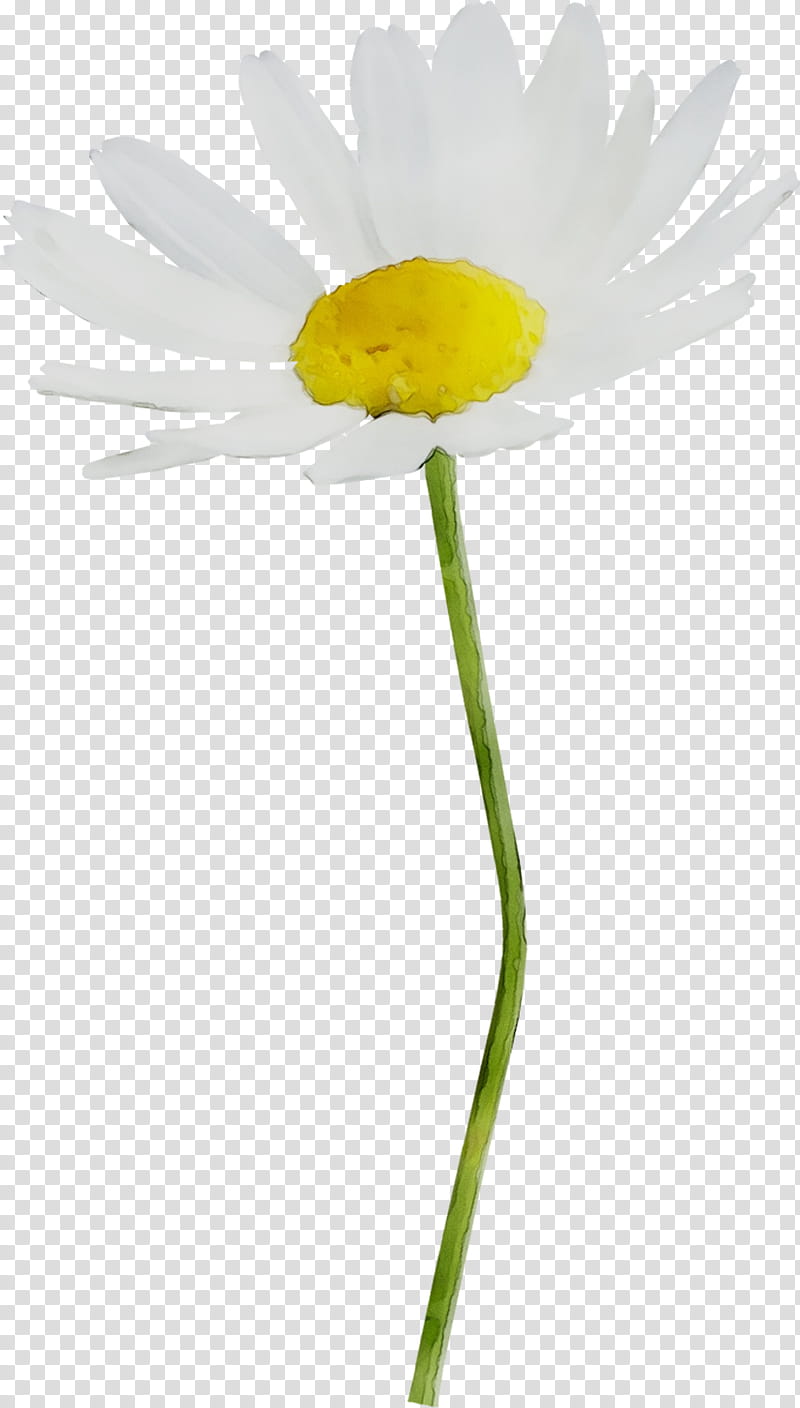 Flowers, Oxeye Daisy, Yellow, Plant Stem, Plants, Chamomile, Petal, Mayweed transparent background PNG clipart