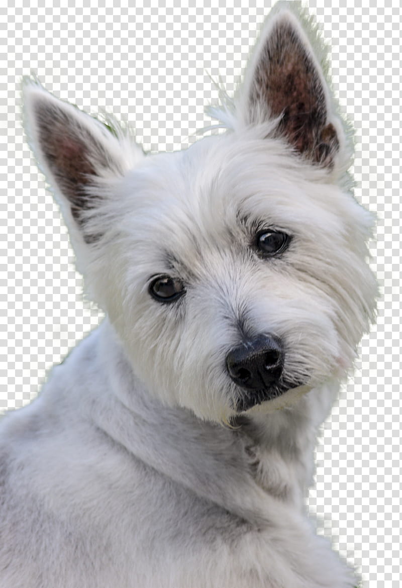 Dog, West Highland White Terrier, Cairn Terrier, Companion Dog, Breed, Fur, Snout, Razas Nativas Vulnerables transparent background PNG clipart