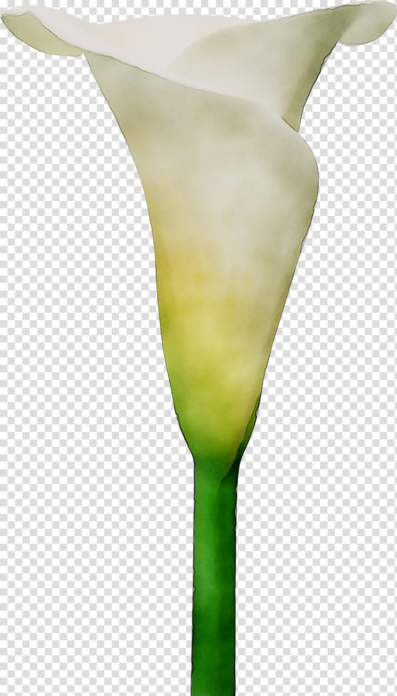 White Lily Flower, Arum Lilies, Neck, Plant Stem, Plants, Green, Giant White Arum Lily, Yellow transparent background PNG clipart