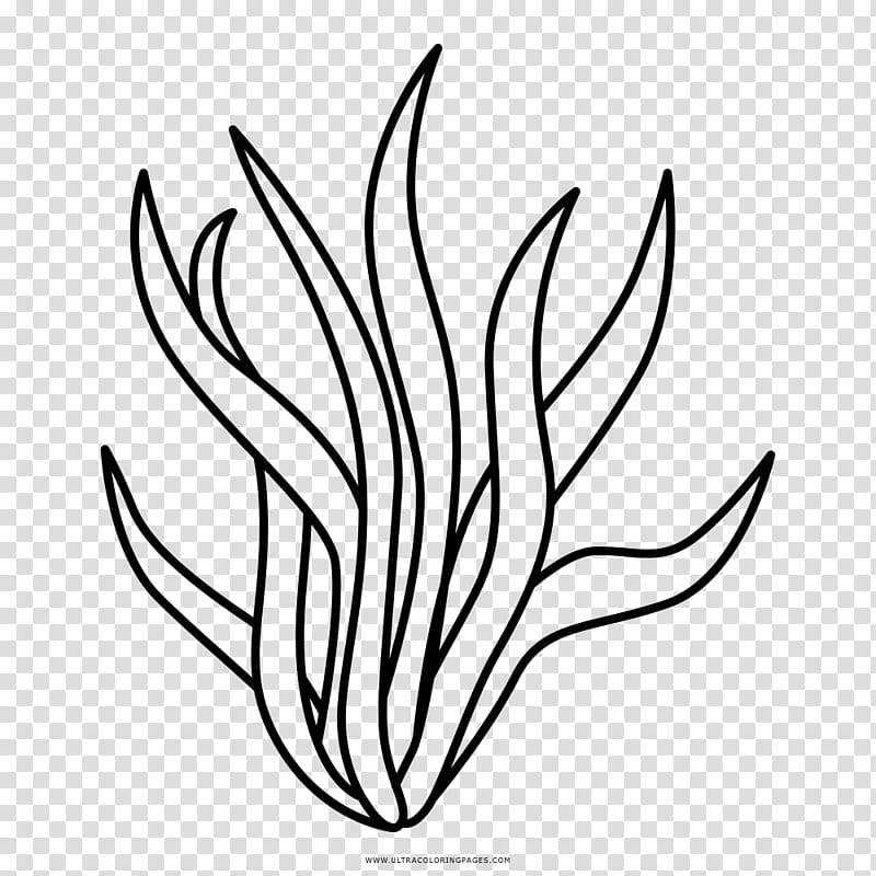 Seaweed Clipart Black And White