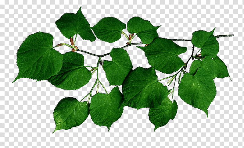 Family Tree, Twig, Leaf, Branch, Youngs Weeping Birch, Vine, Plants, Shrub transparent background PNG clipart