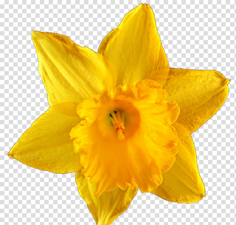 Sunny Daffodil transparent background PNG clipart