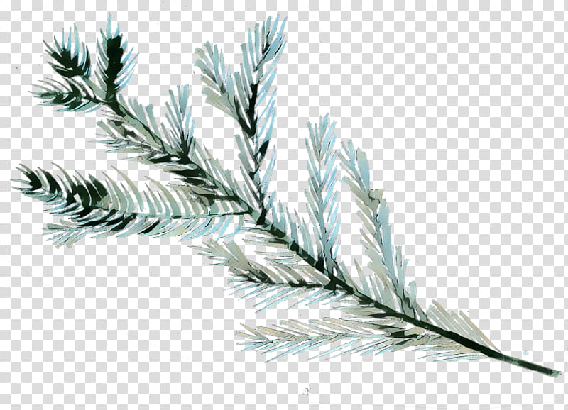 Family Tree, Grasses, Spruce, White Pine, Red Pine, Colorado Spruce, Plant, Elymus Repens transparent background PNG clipart