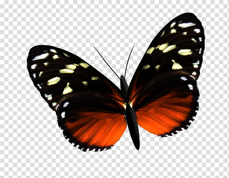 Monarch Butterfly, Gossamerwinged Butterflies, Pieridae, Heliconius, Heliconius Burneyi, Florida, Roseni, Brushfooted Butterflies transparent background PNG clipart