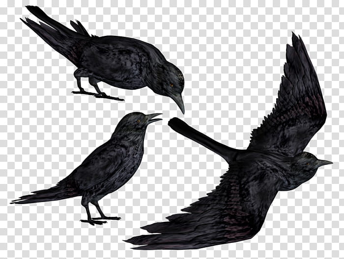 bird raven fish crow crow blackbird, New Caledonian Crow, Beak, Crowlike Bird transparent background PNG clipart