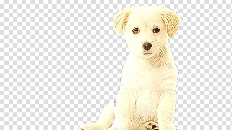 Cartoon Love, Maltese Dog, Havanese Dog, Schnoodle, West Highland White Terrier, Dutch Smoushond, Puppy, Companion Dog transparent background PNG clipart