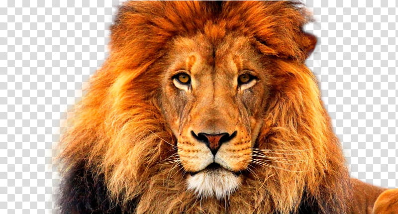Lion Face, adult male lion transparent background PNG clipart