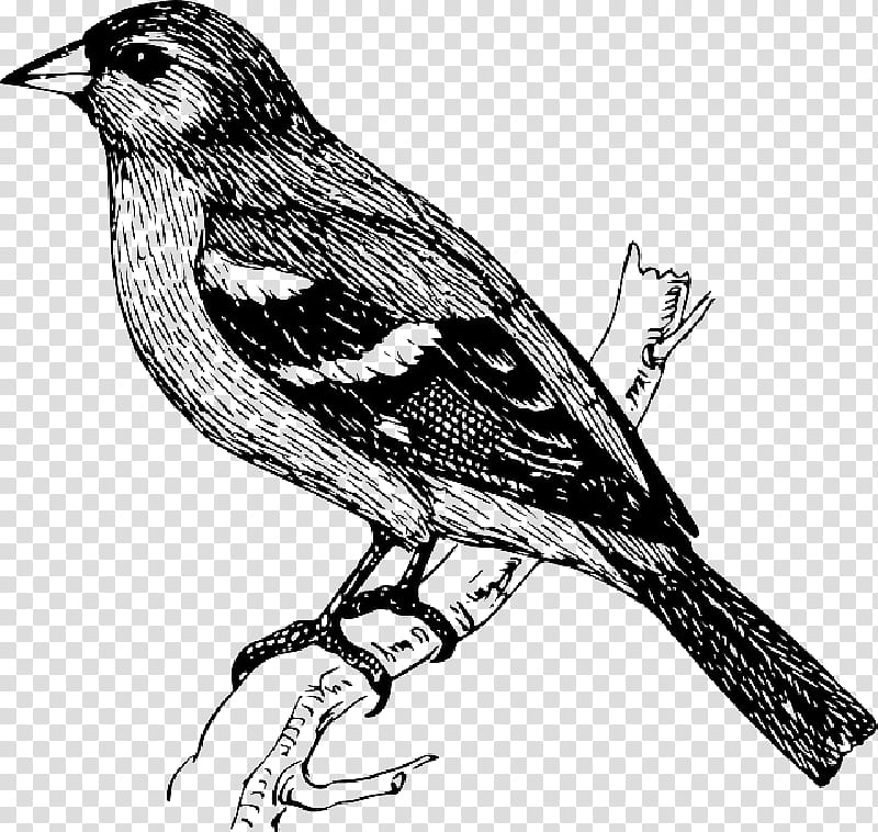 Bird Line Drawing, Finches, Common Cuckoo, Common Chaffinch, Starling, Common Starling, Cuckoos, Line Art transparent background PNG clipart