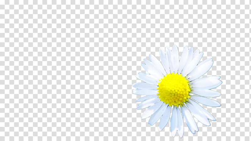 Background Sky, Oxeye Daisy, Chrysanthemum, Computer, Dandelion, Sky Limited, Flower, Yellow transparent background PNG clipart