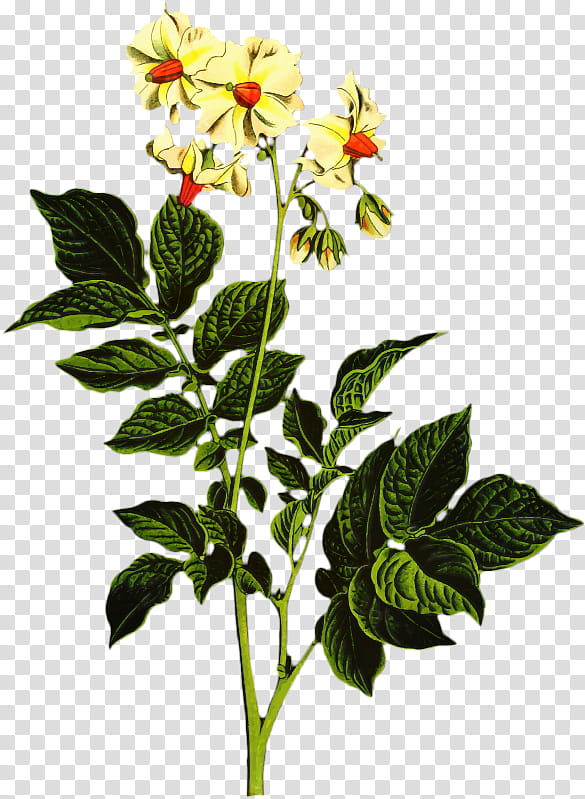 Rose Leaf, Rose Family, Herbaceous Plant, Plant Stem, Flower, Plants, Petal, Mock Orange transparent background PNG clipart