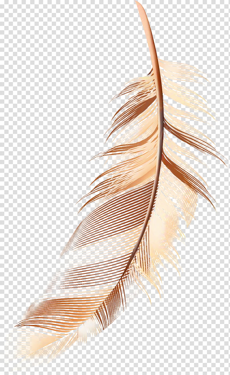 Writing, Feather, Quill, Wing, Writing Implement, Pen, Natural Material, Tail transparent background PNG clipart