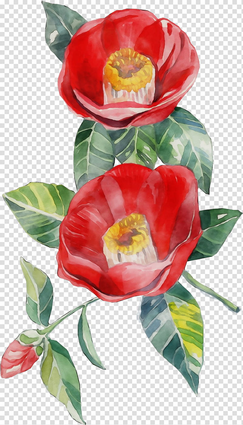 Watercolor Flower, Japanese Camellia, Blog, Garden, Still Life , Garden Roses, Vlog, Plant transparent background PNG clipart