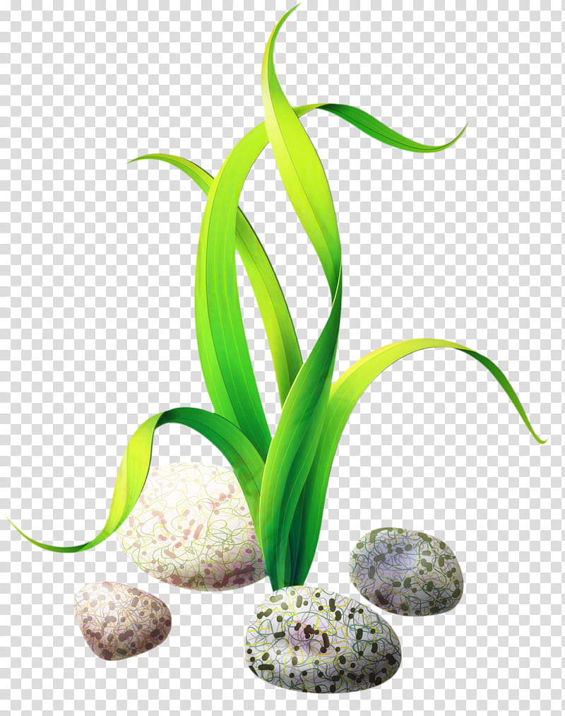 https://p1.hiclipart.com/preview/817/995/649/seaweed-algae-plants-cartoon-flower-aquarium-decor-terrestrial-plant-houseplant-png-clipart.jpg