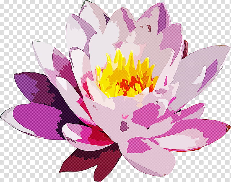 flower petal fragrant white water lily aquatic plant pink, Violet, Lotus Family transparent background PNG clipart