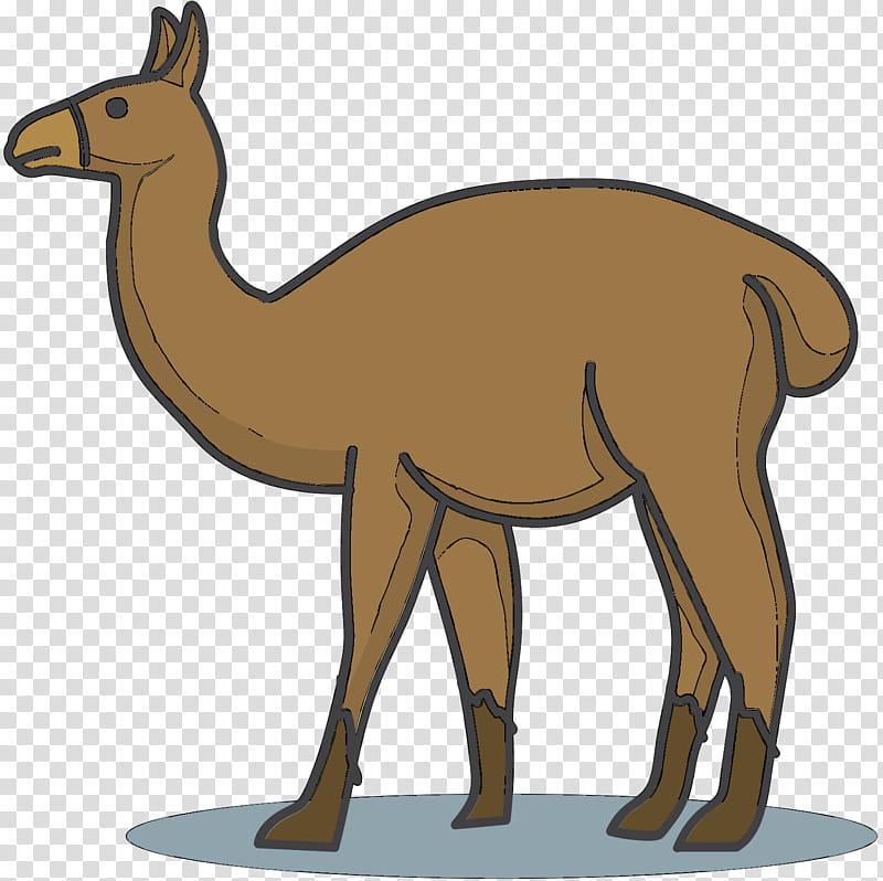 Llama, Dromedary, Horse, Macropods, Deer, Animal, Camel, Camelid transparent background PNG clipart