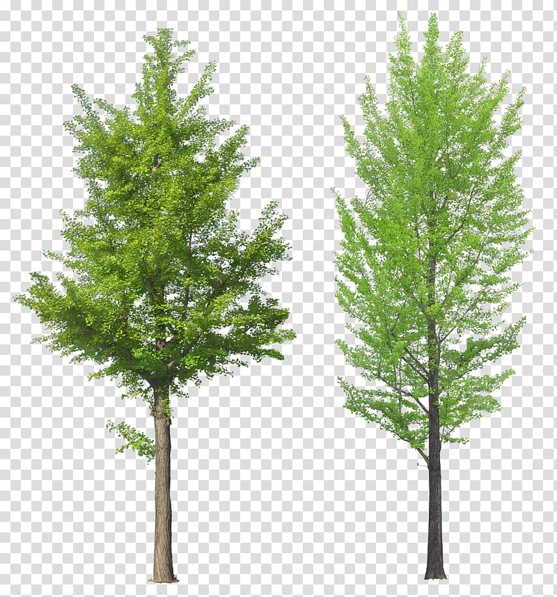 Family Tree, Spruce, Tree Stump, Shrub, Branch, Wood, Woody Plant, Stump Grinder transparent background PNG clipart