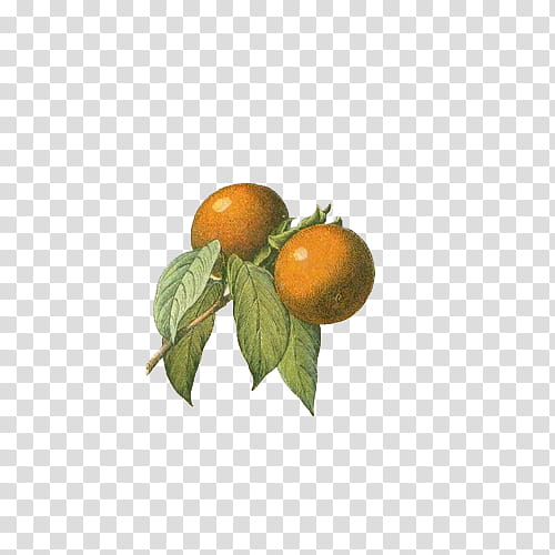 Fruit, two round orange fruits artwork transparent background PNG clipart