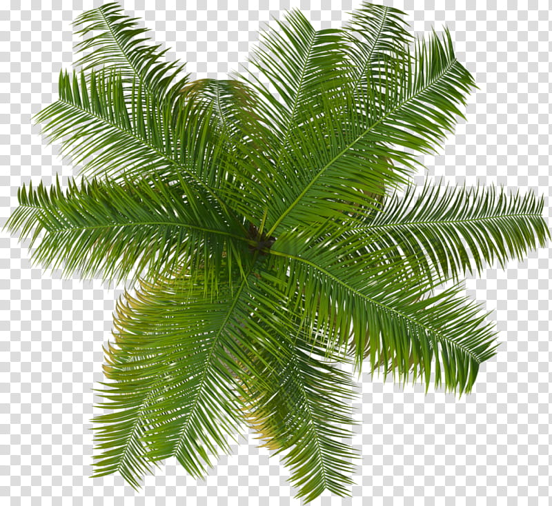 Palm Tree Drawing, Palm Trees, Plants, Beech, Top, Landscape, Yellow Fir, Canadian Fir transparent background PNG clipart
