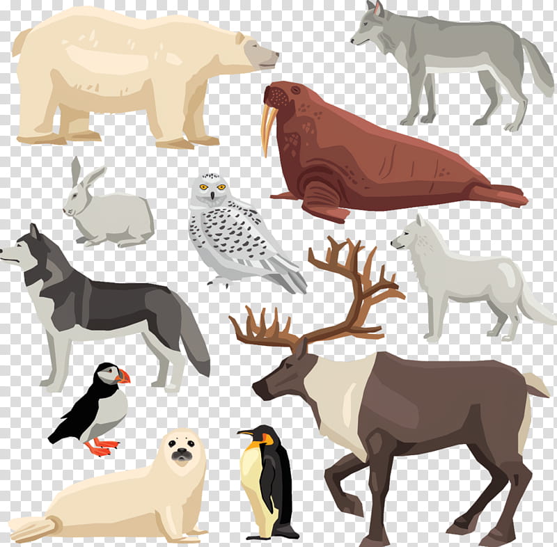 Polar Bear, Animal, Rhinoceros, Wolf, Hare, Walrus, Animal Figure, Wildlife transparent background PNG clipart