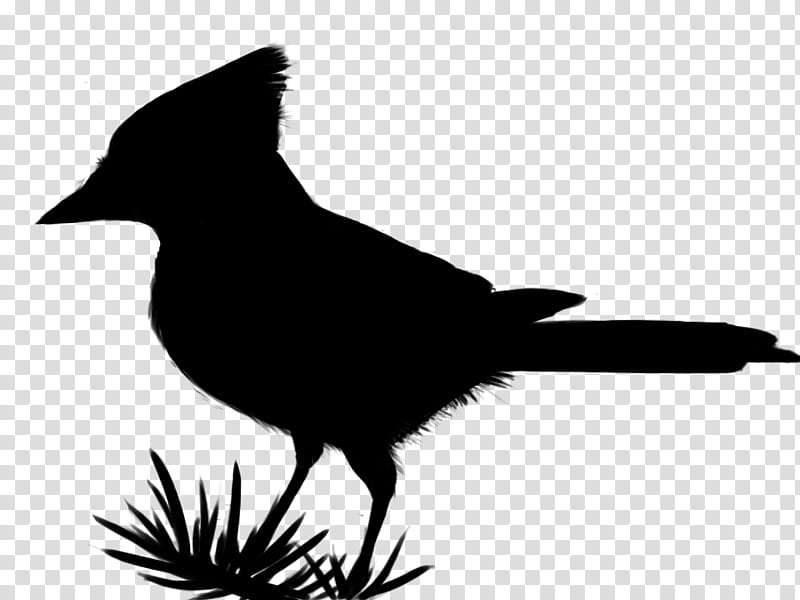 Bird Silhouette, Beak, Feather, Black M, Raven, Crow, Wing, Crowlike Bird transparent background PNG clipart