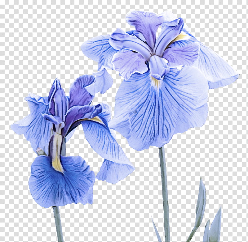 flowering plant blue flower petal plant, Iris, Violet, Cut Flowers, Iris Family transparent background PNG clipart