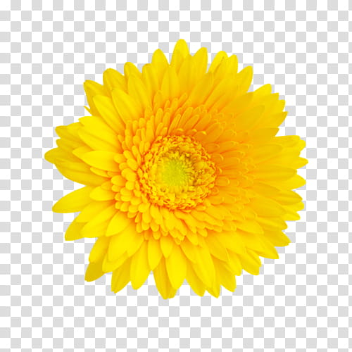Floral Flower, Flower Bouquet, Cut Flowers, Yellow, Orange, Floral Design, Marigold, English Marigold transparent background PNG clipart