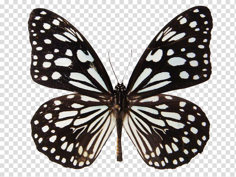Butterfly , black and white butterfly transparent background PNG clipart