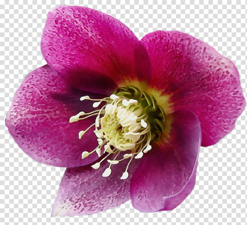 Pink Flower, Herbaceous Plant, Plants, Petal, Purple, Hellebore, Anemone, Wildflower transparent background PNG clipart