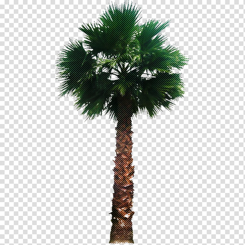 Palm tree, Desert Palm, Plant, Sabal Palmetto, Arecales, Borassus Flabellifer, Woody Plant, Roystonea transparent background PNG clipart