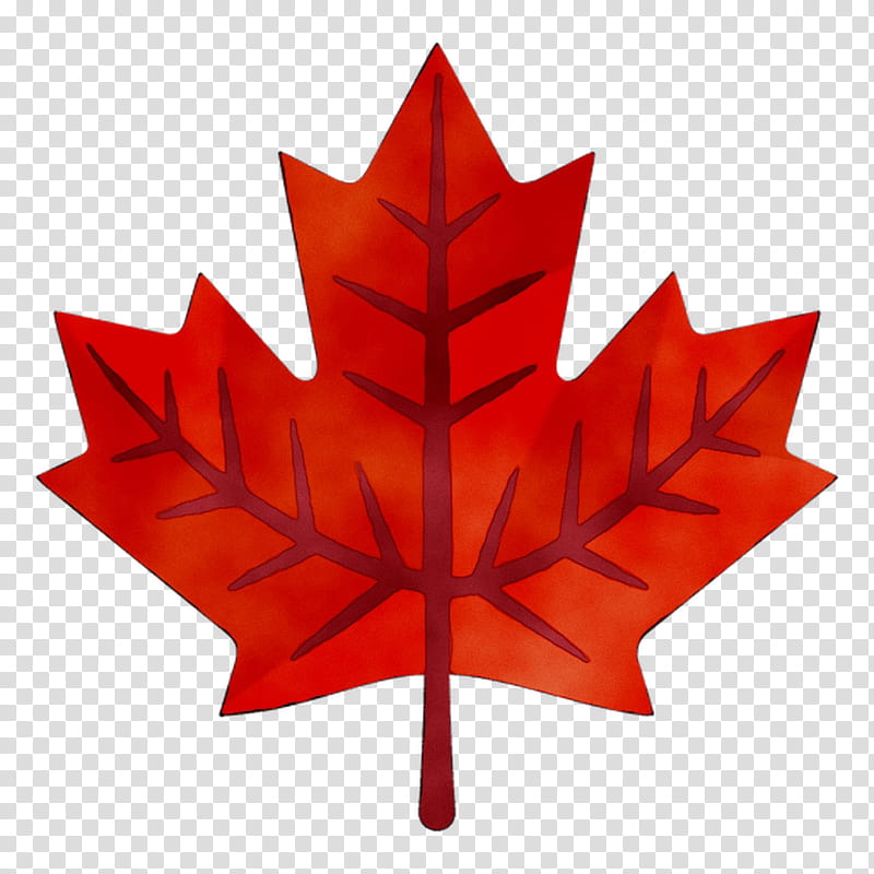 Canada Maple Leaf, Canada Day, Flag Of Canada, Digital Check Corporation, National Flag, Mari Usque Ad Mare, Flag Of Toronto, Tree transparent background PNG clipart