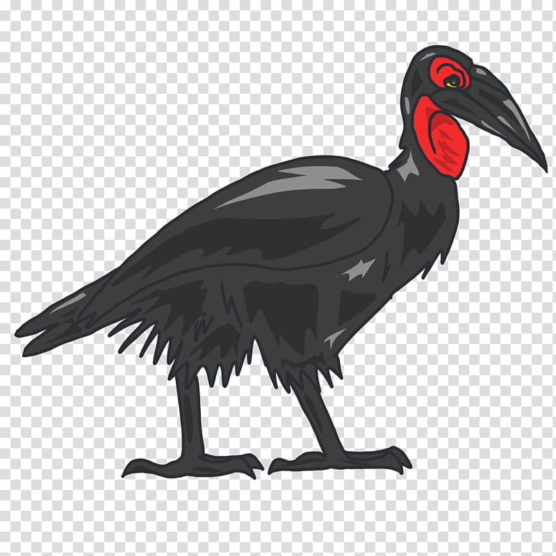 Hornbill Bird, Southern Ground Hornbill, Beak, Feather, Fennec Fox, Duiker, Cartoon, Turkey Vulture transparent background PNG clipart
