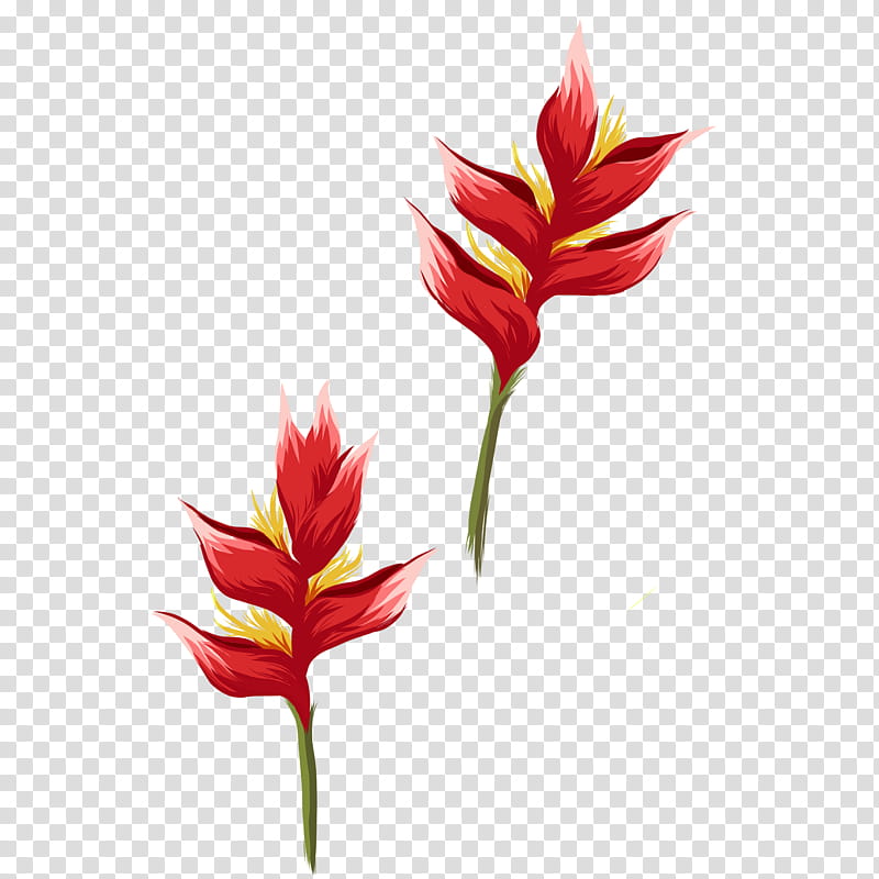 Lily Flower, Drawing, Bird Of Paradise Flower, Jersey Lily, Amaryllis, BEHANCE, Plants, Plant Stem transparent background PNG clipart
