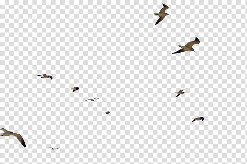 Large Flock of SeaGulls , flight of birds transparent background PNG clipart