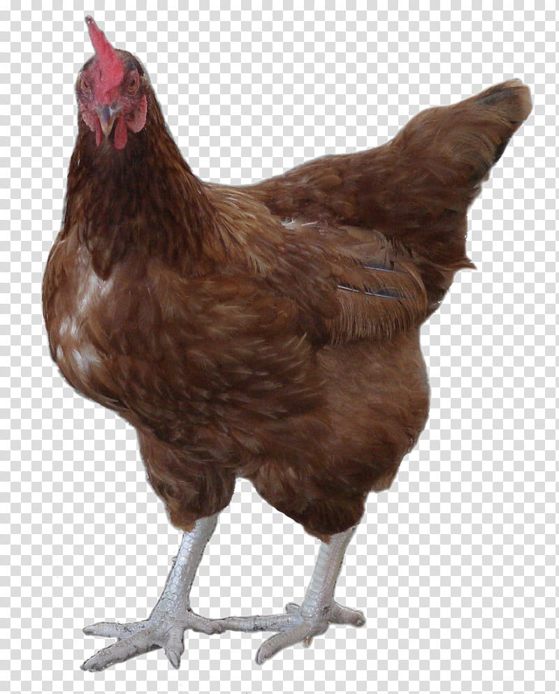 Bird, Rooster, Leghorn Chicken, Cochin Chicken, Plymouth Rock Chicken, Legbar, Pecking, Poultry transparent background PNG clipart