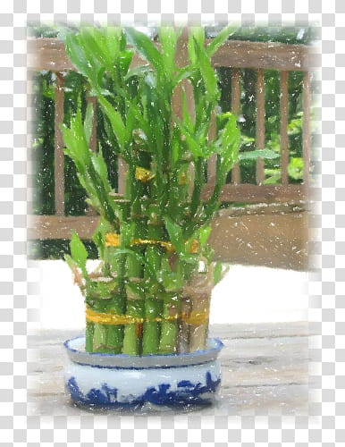 My Manipulated Lucky Bamboo transparent background PNG clipart
