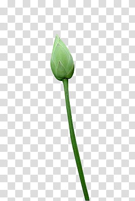 , green flower transparent background PNG clipart