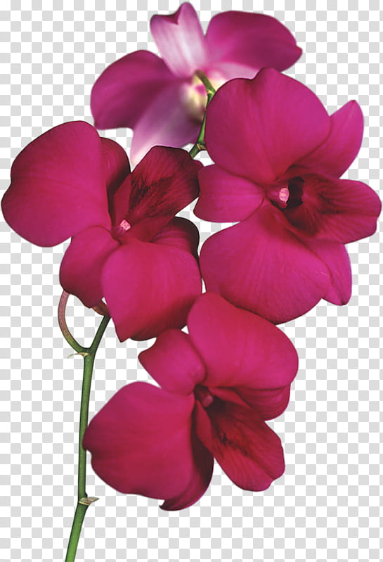 Sweet Pea Flower, Popular Orchids, Cattleya Orchids, Lilium, Moth Orchids, Dendrobium, Flower Bouquet, Daisy Orchid, Floral Design, Pink transparent background PNG clipart