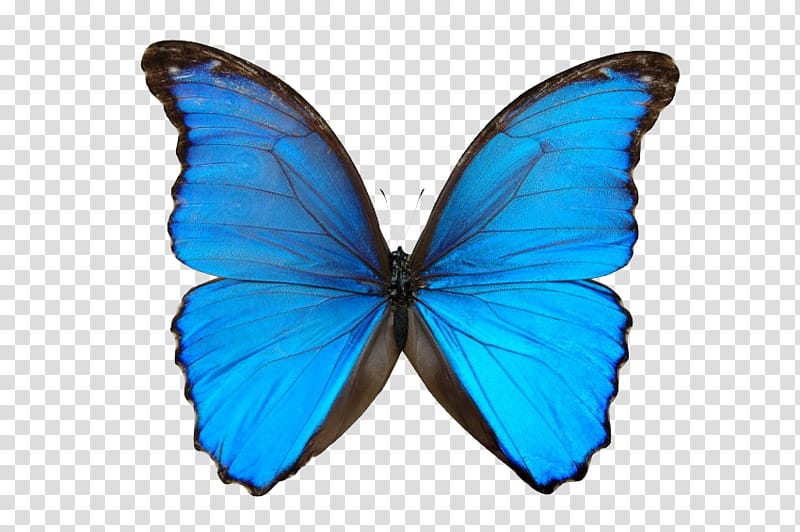 Butterfly s, blue Morpho butterfly transparent background PNG clipart