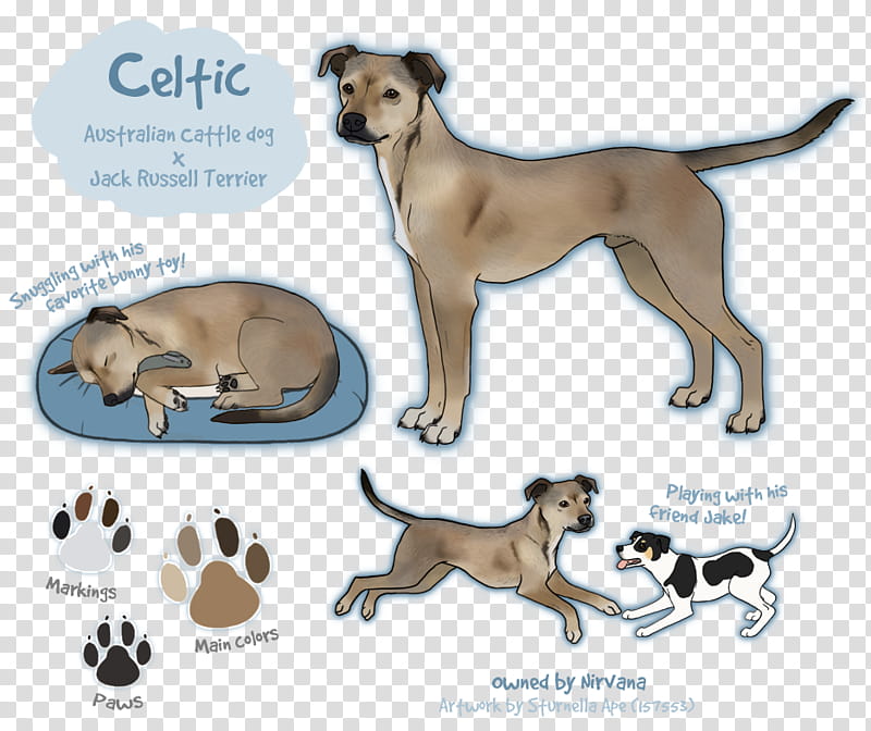 Cat And Dog, Puppy, Leash, Breed, Paw, Crossbreed, Tail transparent background PNG clipart