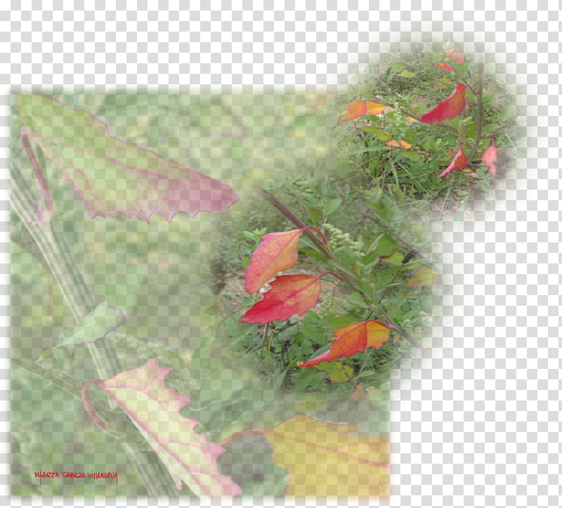 Green Leaf, Orange Sa, Flower, Plant, Wildflower, Coquelicot, Petal, Bird transparent background PNG clipart