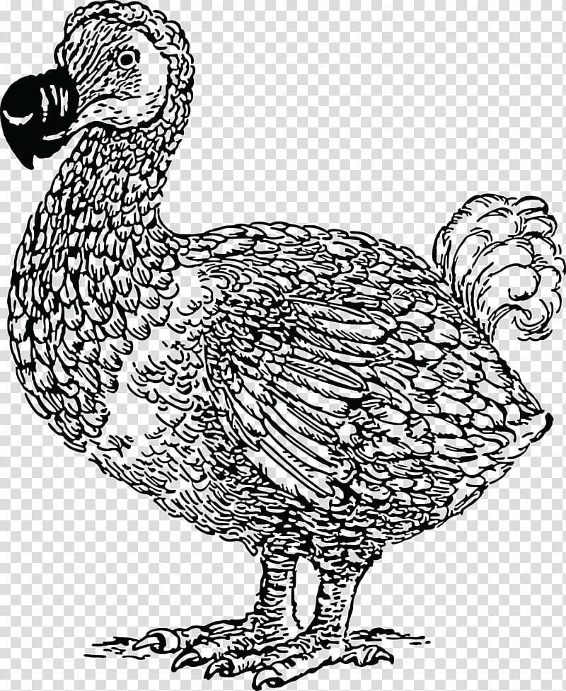 Bird Line Drawing, Dodo, Line Art, Flightless Bird, Beak, Chicken, Fowl, Black And White transparent background PNG clipart